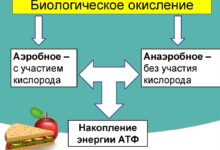 Photo of Биология: от клеток до экосистемы