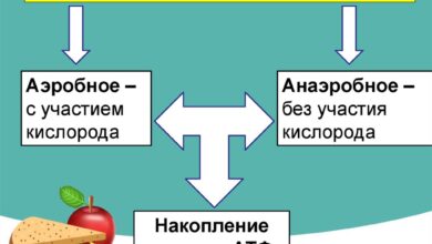 Photo of Биология: от клеток до экосистемы